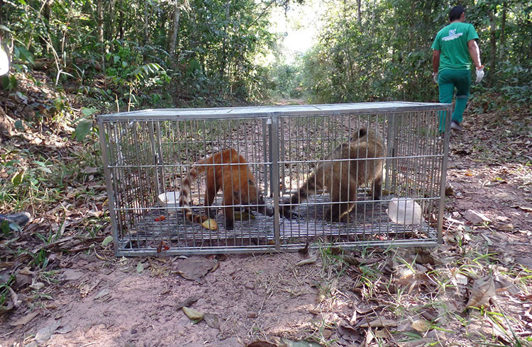 Soltura dos animais se deu em mata nativa de 10 mil hectares