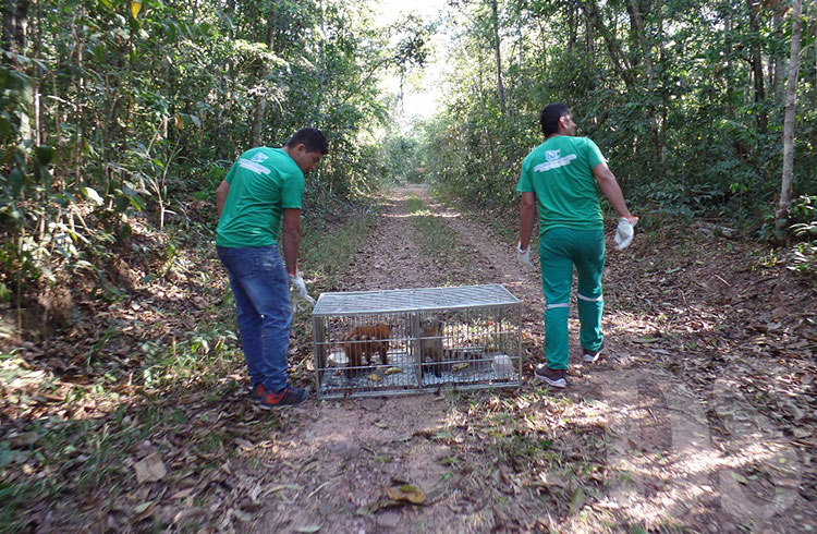 Animais vieram do Ceará para serem soltos na região