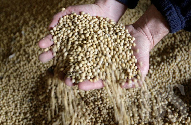 Estado é o maior produtor de soja do país — Foto: REUTERS/Andres Stapff