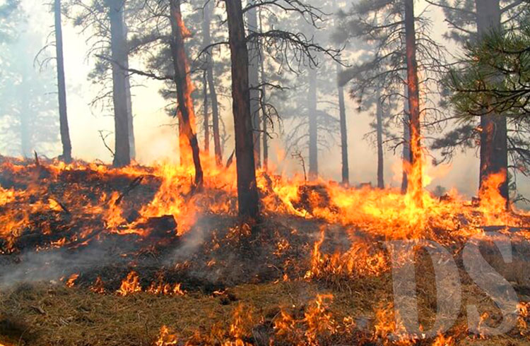 Ocorrência de incêndio florestal é alta no Estado 