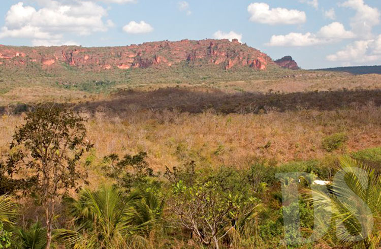 Nos últimos anos desmatamento subiu 24% em Mato Grosso