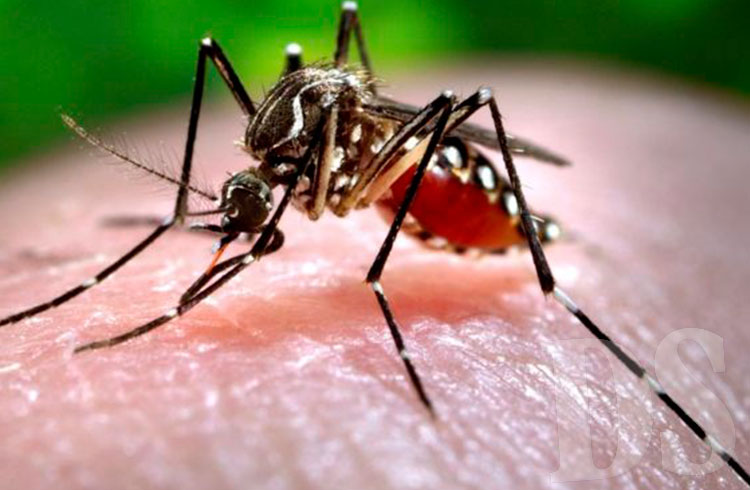 Doenças ocasionada pelo mosquito tendem a se elevar