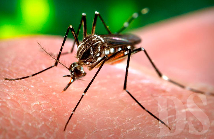Nesta terça, 13, o Ministério da Saúde lançou campanha publicitária para reforçar o combate ao Aedes