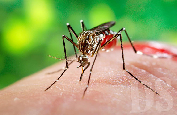 Mosquito transmissor da dengue, zika e  chikungunya