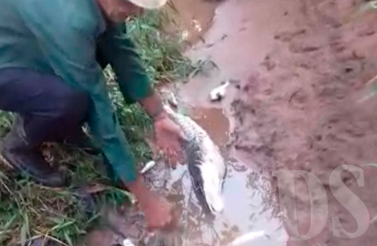 Morador mostra peixes mortos