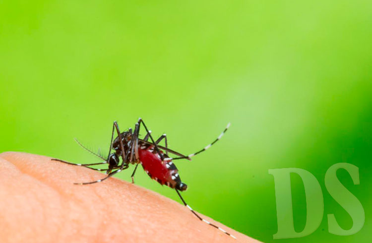 Mosquito transmissor, Aedes aegypti